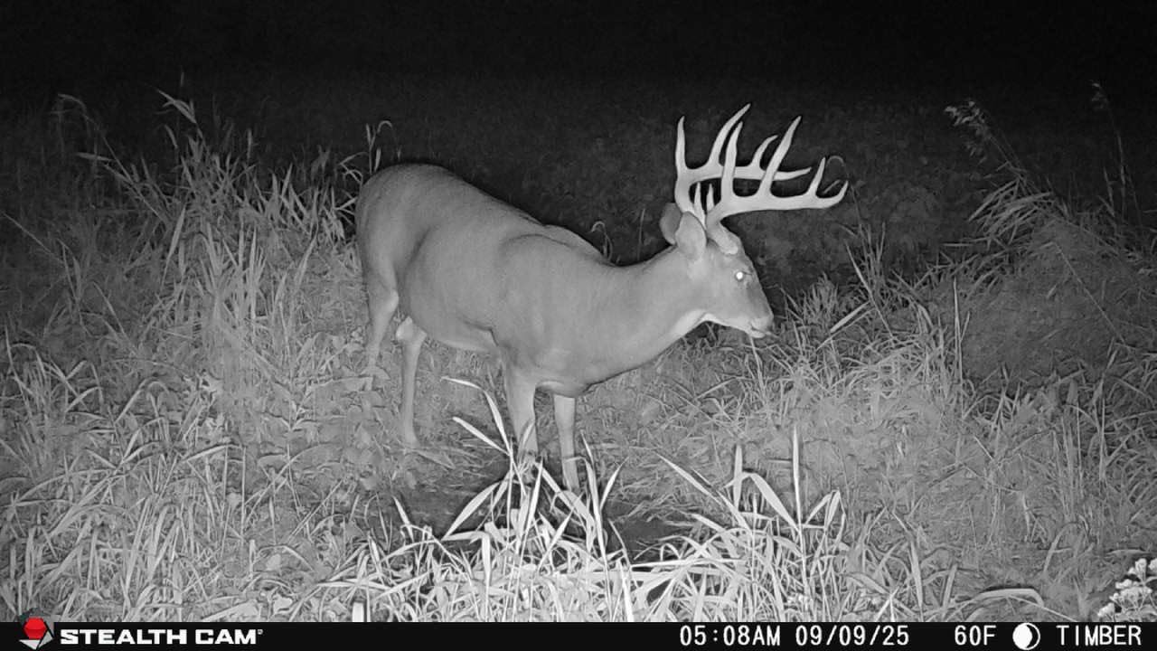 STEALTH CAM' 05:08AM 09/09/25 60F TIMBER