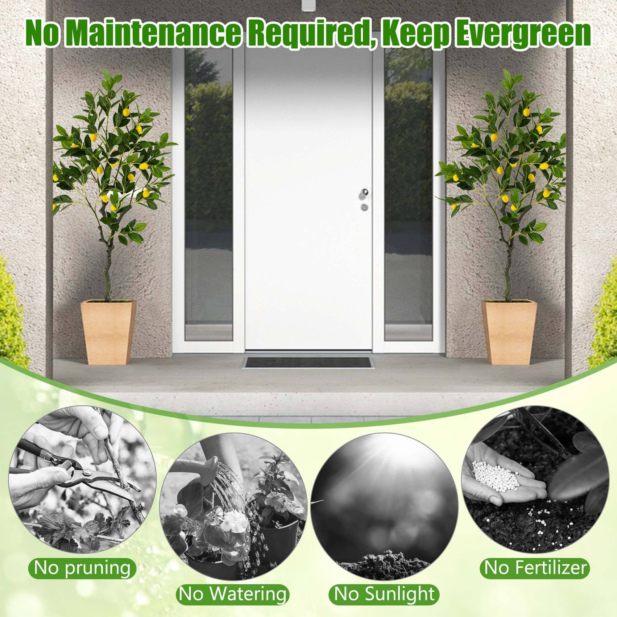 No Maintenance Required, Keep Evergreen. No pruning, No watering, No sunlight, No fertilizer.