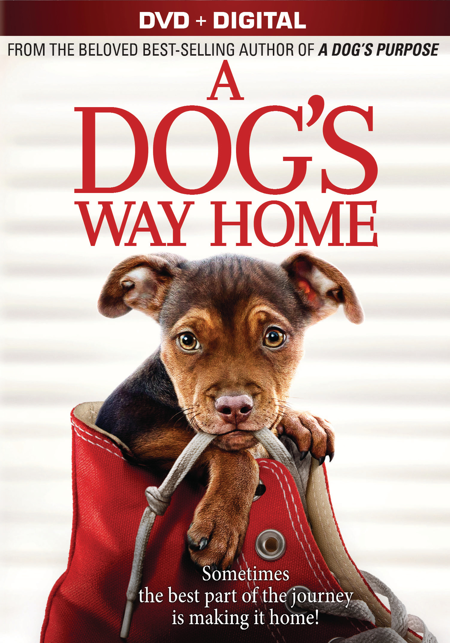 A Dog's Way Home [Includes Digital Copy] [DVD] [2019]