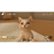 Alt View Zoom 11. Little Friends: Dogs & Cats - Nintendo Switch.