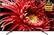 Front. Sony - 65" Class X850G Series LED 4K UHD Smart Android TV.