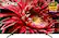 Front. Sony - 55" Class - LED - X850G Series - 2160p - Smart - 4K UHD TV with HDR.