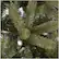Alt View 12. Noble House - 9' Mixed Spruce Unlit Artificial Christmas Tree - Green.