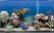 Alt View Zoom 11. Avanquest - Marine Aquarium Deluxe Screensaver - Windows [Digital].