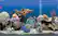 Alt View 11. Avanquest - Marine Aquarium Deluxe Screensaver.
