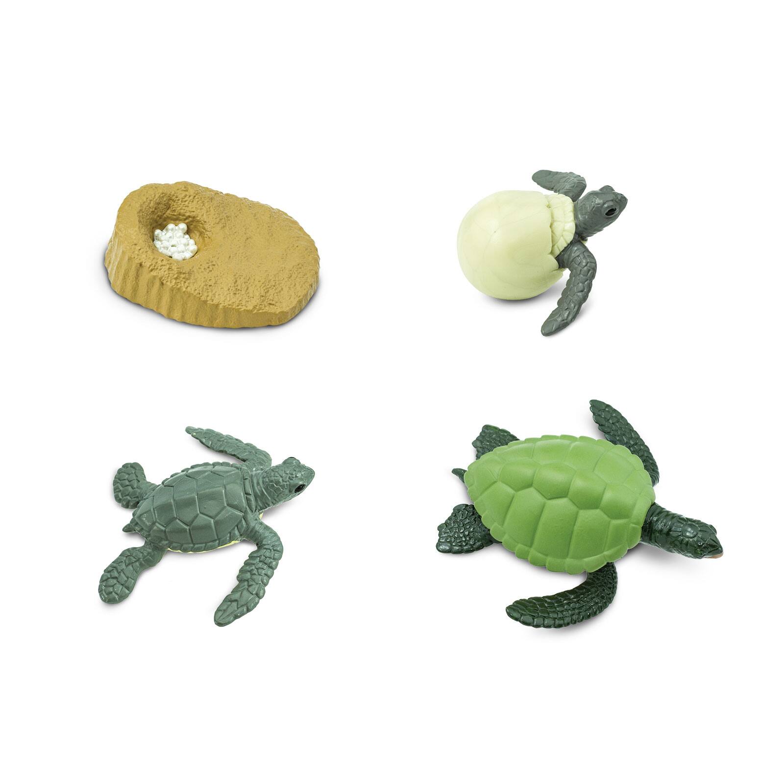 Angle. Safari Ltd. - Life Cycle Of A Green Sea Turtle Toy.