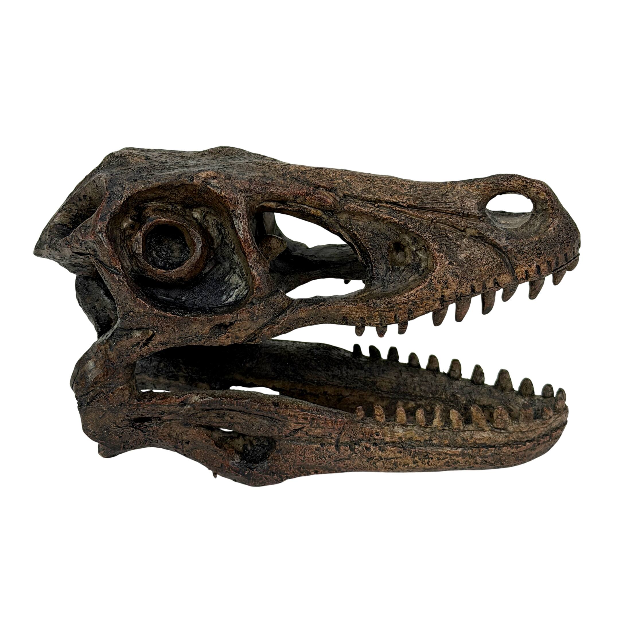 Alt View 7. Things2Die4 - Velociraptor Statue Brown Resin Dinosaur Fossil Replica 7 Inch Decor - Brown.