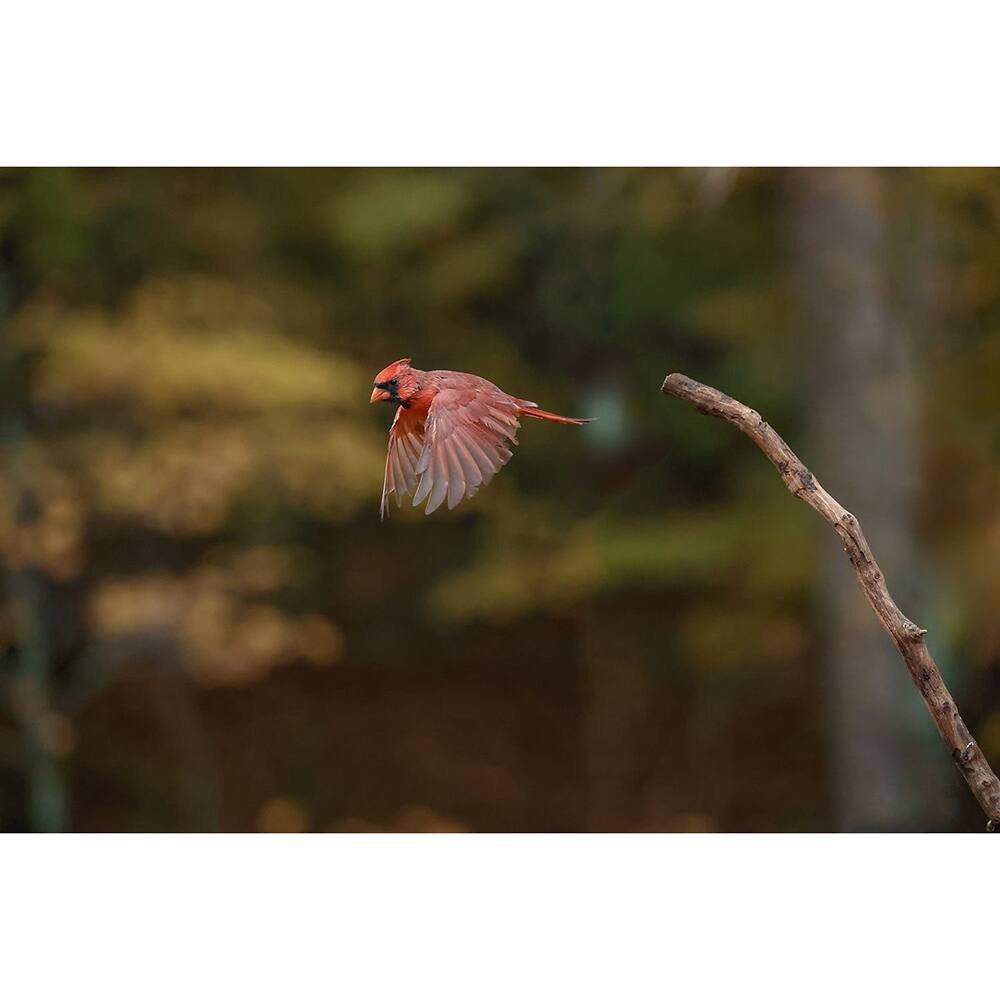 Alt View 5. Canon - EOS R6 Mark III Mirrorless Camera (Body) 7084C002 + Accessories Bundle.