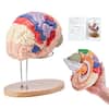 di 0kc2 (SAI TRU 21 BAN SHOULDEL # SPRECH ARM A WRIST CORTEX 1a HAND SENSORY 25 = 1 31 PRE-MOTOR TOR FINGERS I NESK INTERPRET 21 BROW EYE PACE Sar TM LANGUAGE TONGUE HEARING INPUT-20 OF 5 SPEECH LEFT PRE-FRONTAL 2 AND MOTOR de 62 1s D ANALYTICAL CONIL menar I SCCP