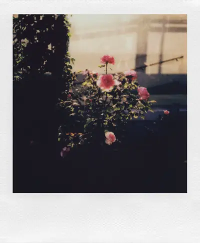 Polaroid - i-Type Color Film - White