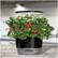 Alt View 12. AeroGarden - Harvest Elite 360 6-Pod with Gourmet Herb Seed Pod Kit - Platinum Stainless.