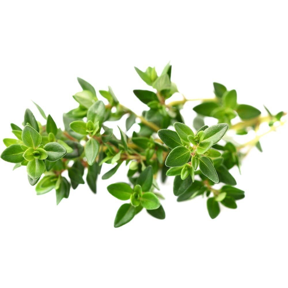 Best Buy: Click & Grow Thyme 3 Grow Pods Green Sgr17x3