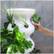 Alt View 16. Lettuce Grow - Farmstand 36-Pod - White.