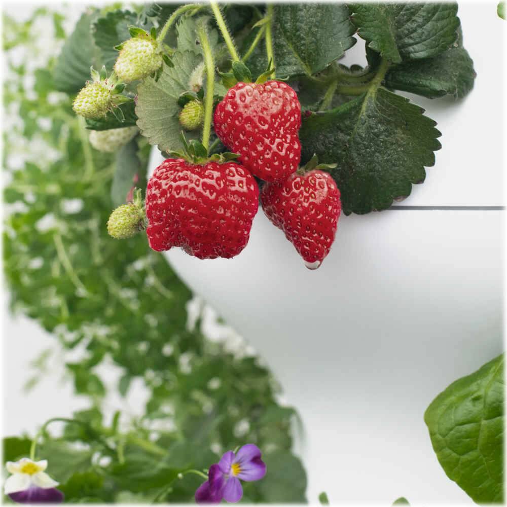 Alt View 11. Lettuce Grow - Farmstand 24-Pod - White.