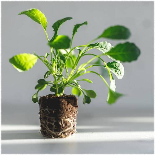  Lettuce Grow - Seedlings 24 Pods