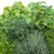 Left Zoom. AeroGarden - Gourmet Herbs (6-Pod) - Green.