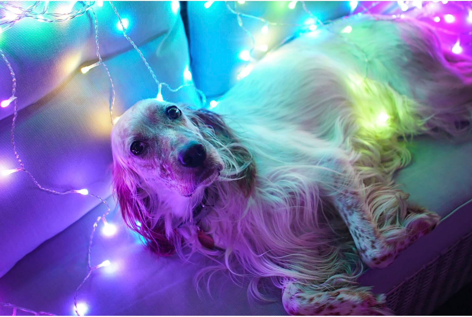 Alt View 13. Twinkly - Smart Light Curtain 210 RGB + LED Generation II - Multi.