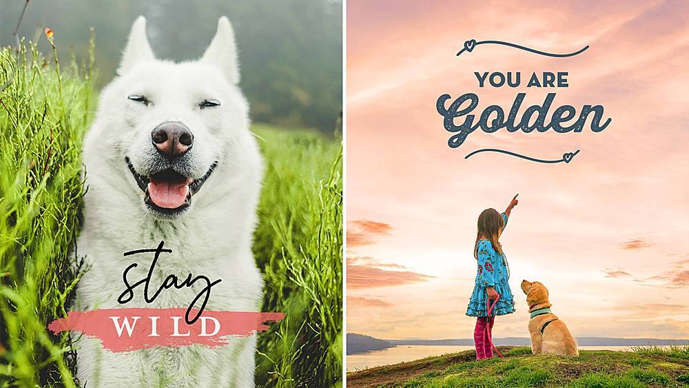 Alt View 30. Adobe - Photoshop Elements & Premier Elements 2021.