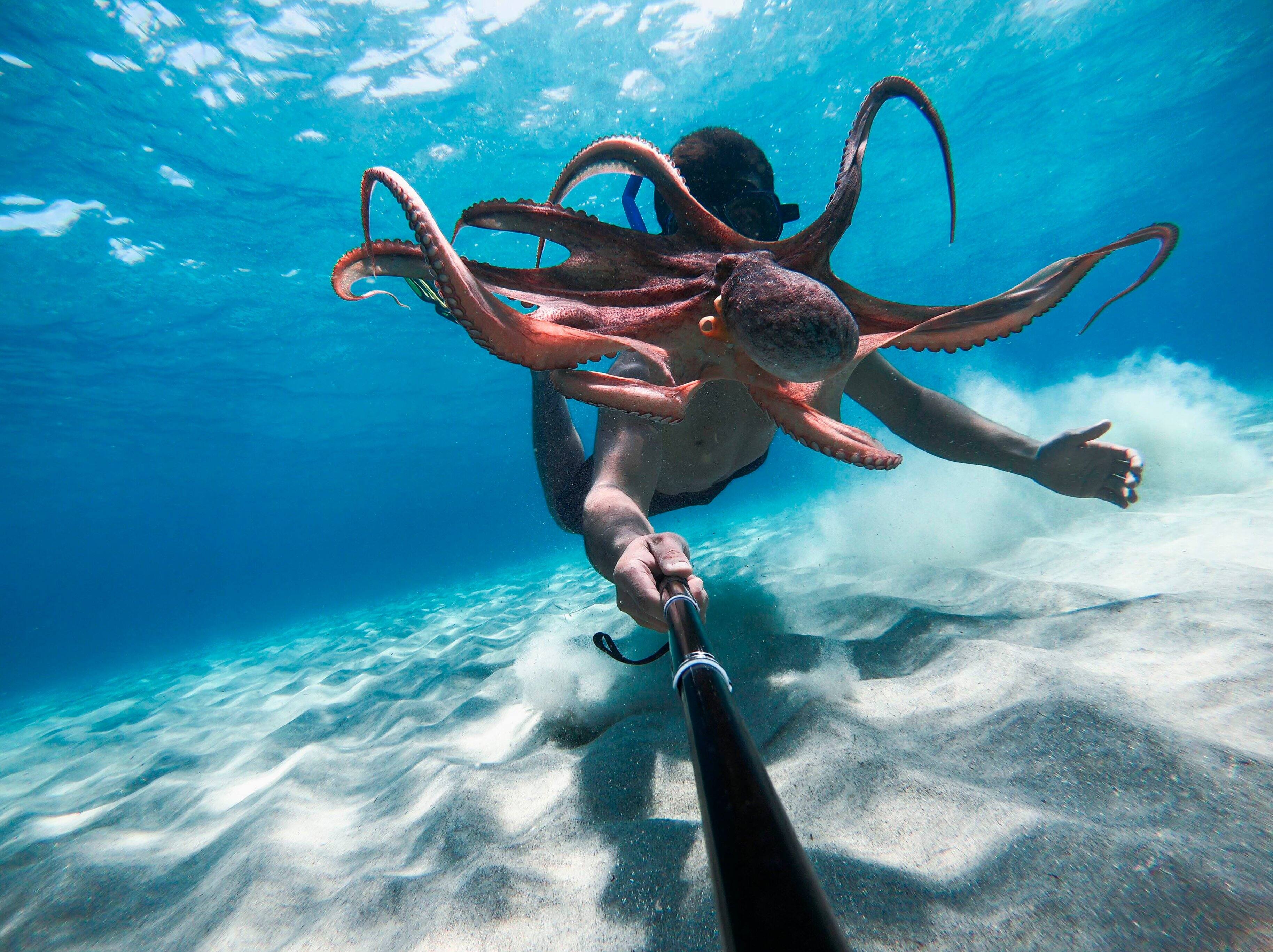 Alt View 19. GoPro - HERO9 Black 5K and 20 MP Streaming Action Camera - Black.