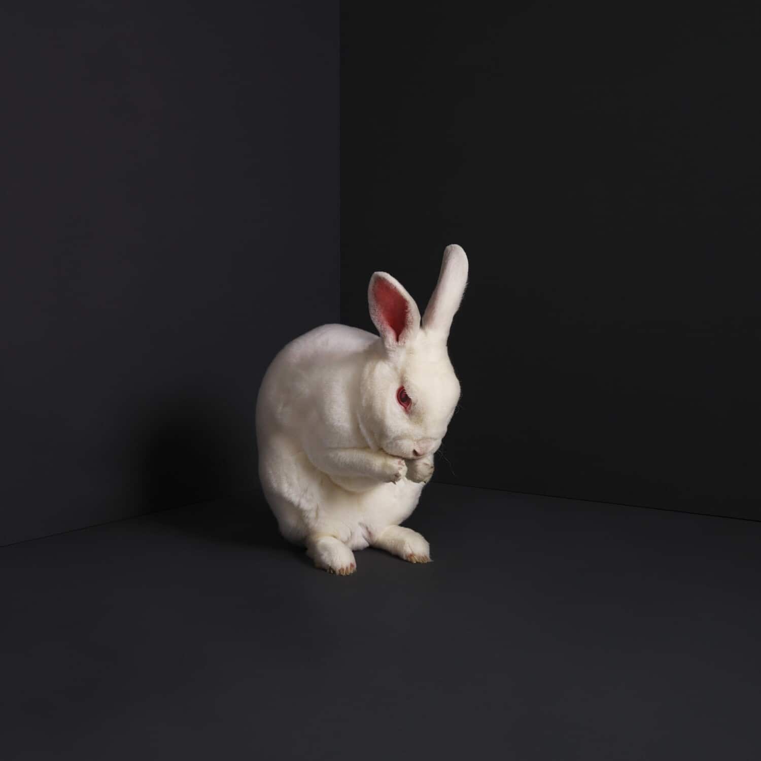 Brume - Rabbits   - COMPACT DISCS [CD] price history on PriceWatchPro