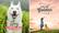 Alt View 29. Adobe - Photoshop Elements 2021 & Premiere Elements 2021.