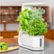 Alt View Zoom 12. AeroGarden - Sprout - Easy Setup - Healthy cooking garden kit – 3 Gourmet Herb Pods included - White.