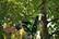 Alt View 14. Greenworks - 10 in. 24-Volt Cordless Chainsaw (2.0Ah Battery and Charger Included) - Black/Green.