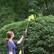 Alt View 13. Sun Joe - Electric 21-Inch Hedge Trimmer with Telescoping Pole - Green.