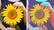 Alt View 13. Adobe - Photoshop Elements 2022 & Premiere Elements 2022 - Student & Teacher Edition.