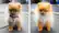 Alt View 15. Adobe - Photoshop Elements 2022 & Premiere Elements 2022 - Student & Teacher Edition.