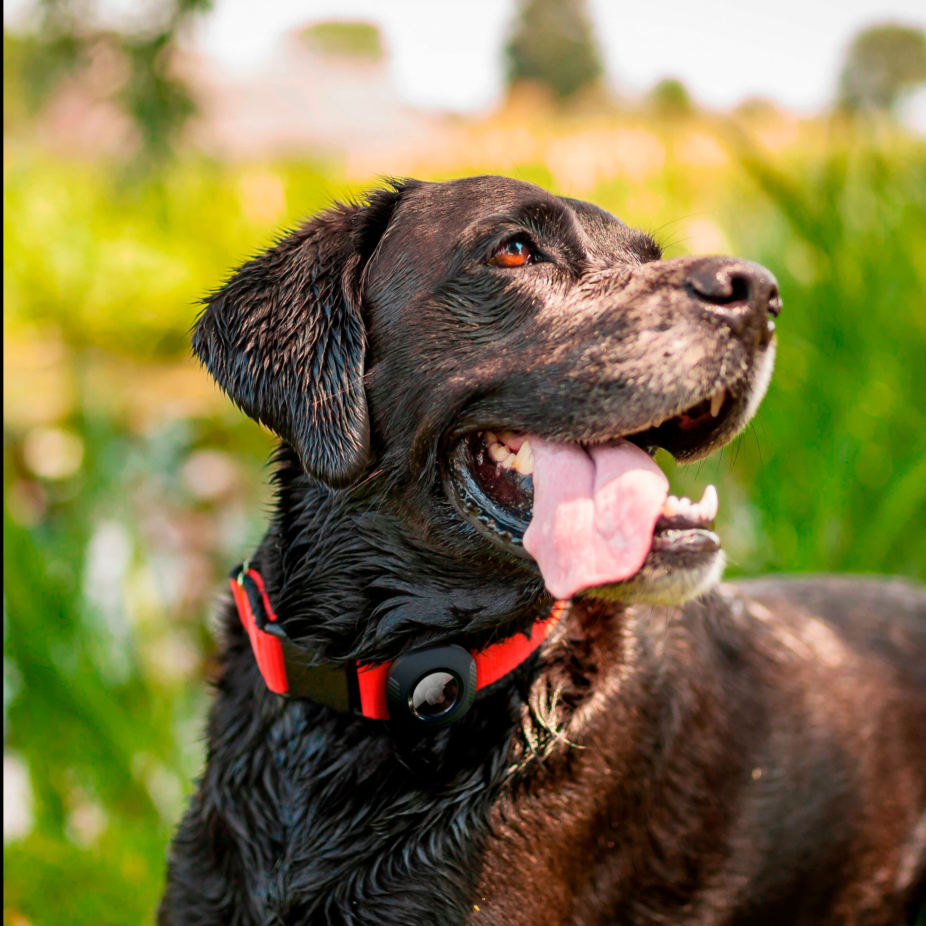 Alt View 20. Spigen - Pet Collar ComforTag for Apple AirTag - Black.