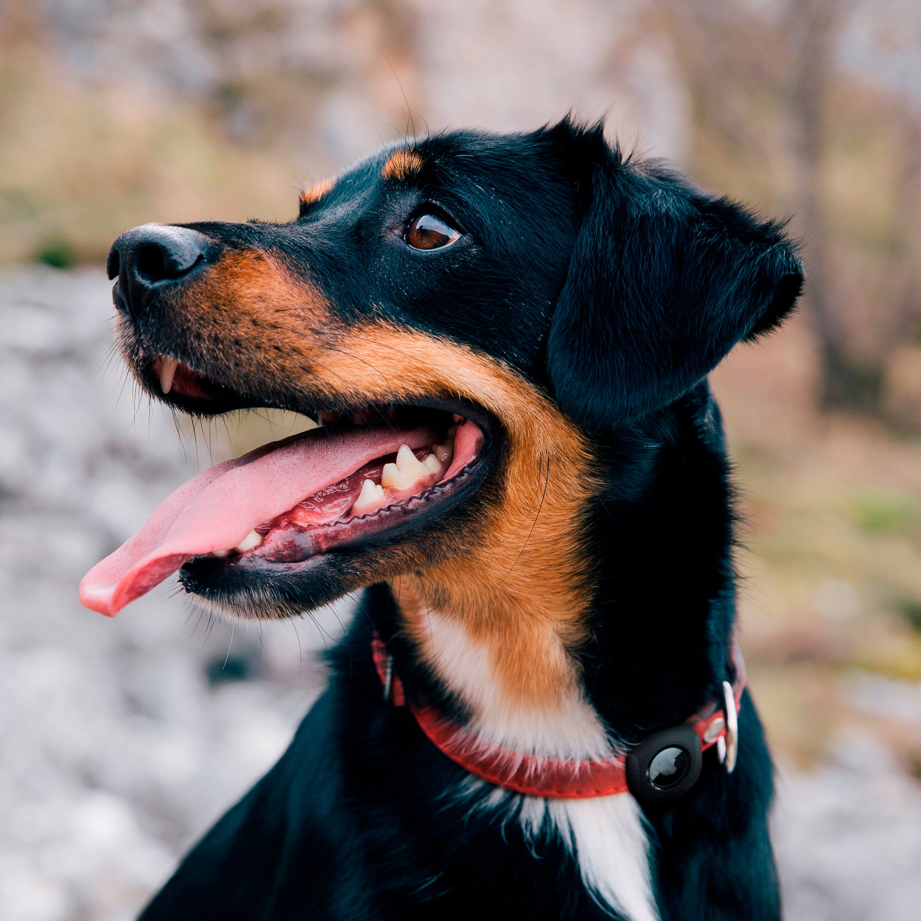 Alt View 22. Spigen - Pet Collar ComforTag for Apple AirTag - Black.