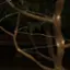 Alt View 14. Nature Spring - 38-Foot Outdoor Solar Rope Light - Warm White.