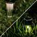 Alt View 15. Nature Spring - Solar Path Lights Set of 12 - Brushed Aluminum.