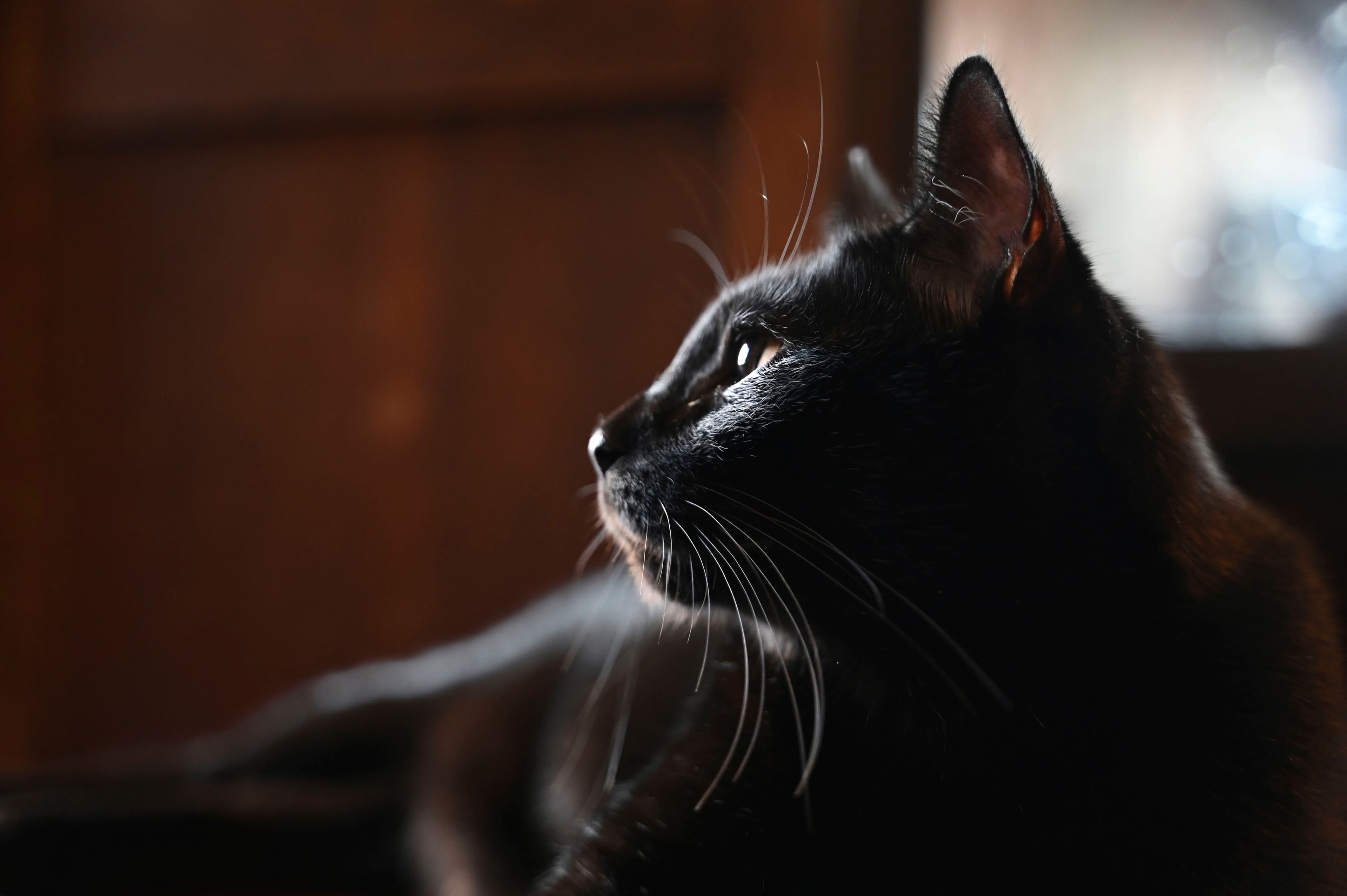 Alt View 15. Nikon - NIKKOR Z 28-75mm f/2.8 Standard Zoom Lens for Nikon Z Cameras - Black.