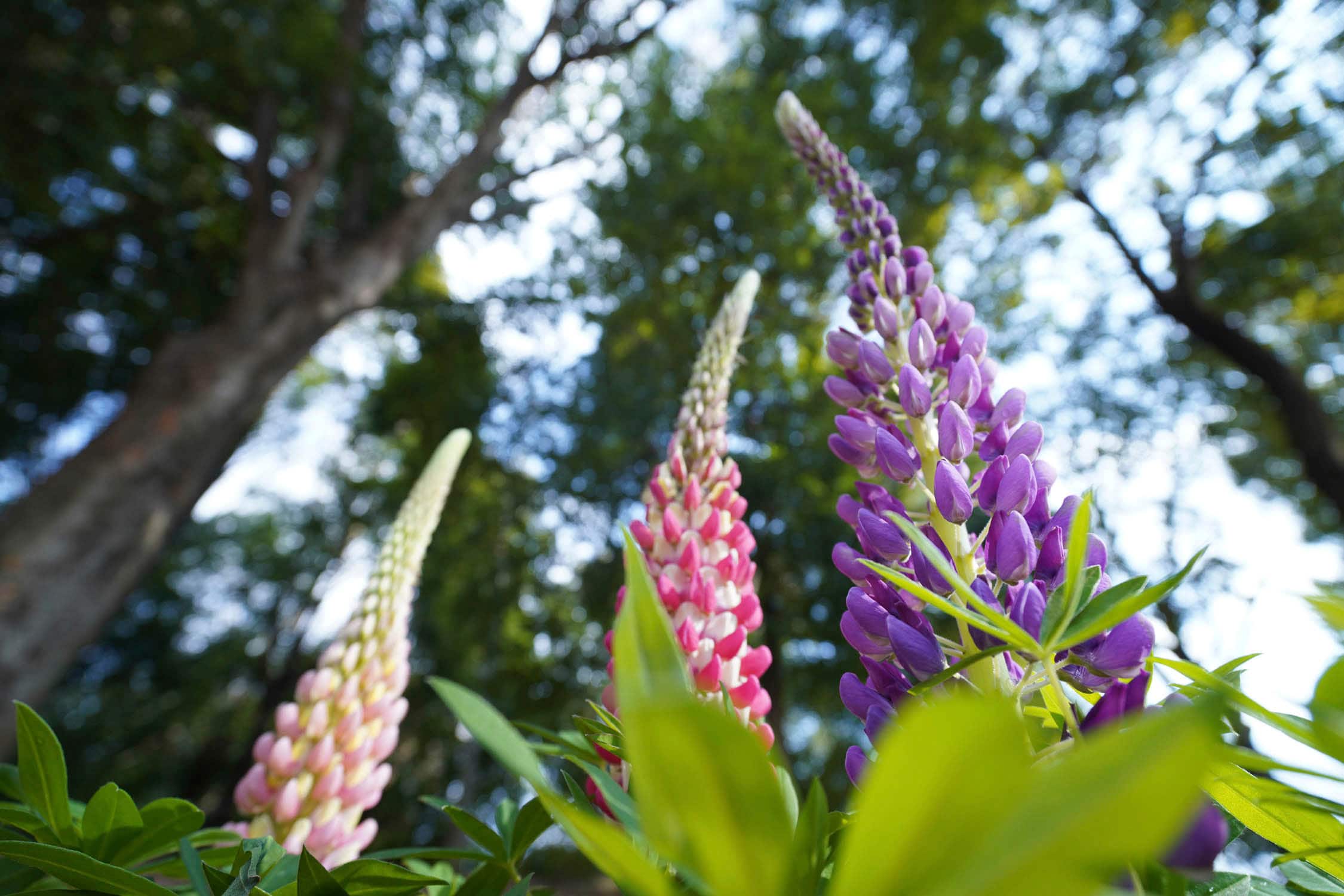 Alt View 27. Sony - Alpha FE PZ 16-35mm F4 G full-frame constant-aperture wide-angle power zoom G Lens - Black.