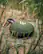 Alt View 19. Edifier - MP100 Plus Portable Bluetooth Speaker - Forest Green.