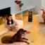 The image features a woman sitting on a couch with a brown dog beside her. The woman is holding a cup, and there is a vase on a nearby surface. The room appears to be a cozy living space with a comfortable atmosphere. The text "Intelligently adjusts to your selected temperature" suggests that the room's temperature is being controlled to provide a comfortable environment for the woman and her dog.