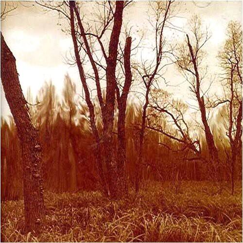 Front. Northwoods Improvisers - Branches   - COMPACT DISCS.