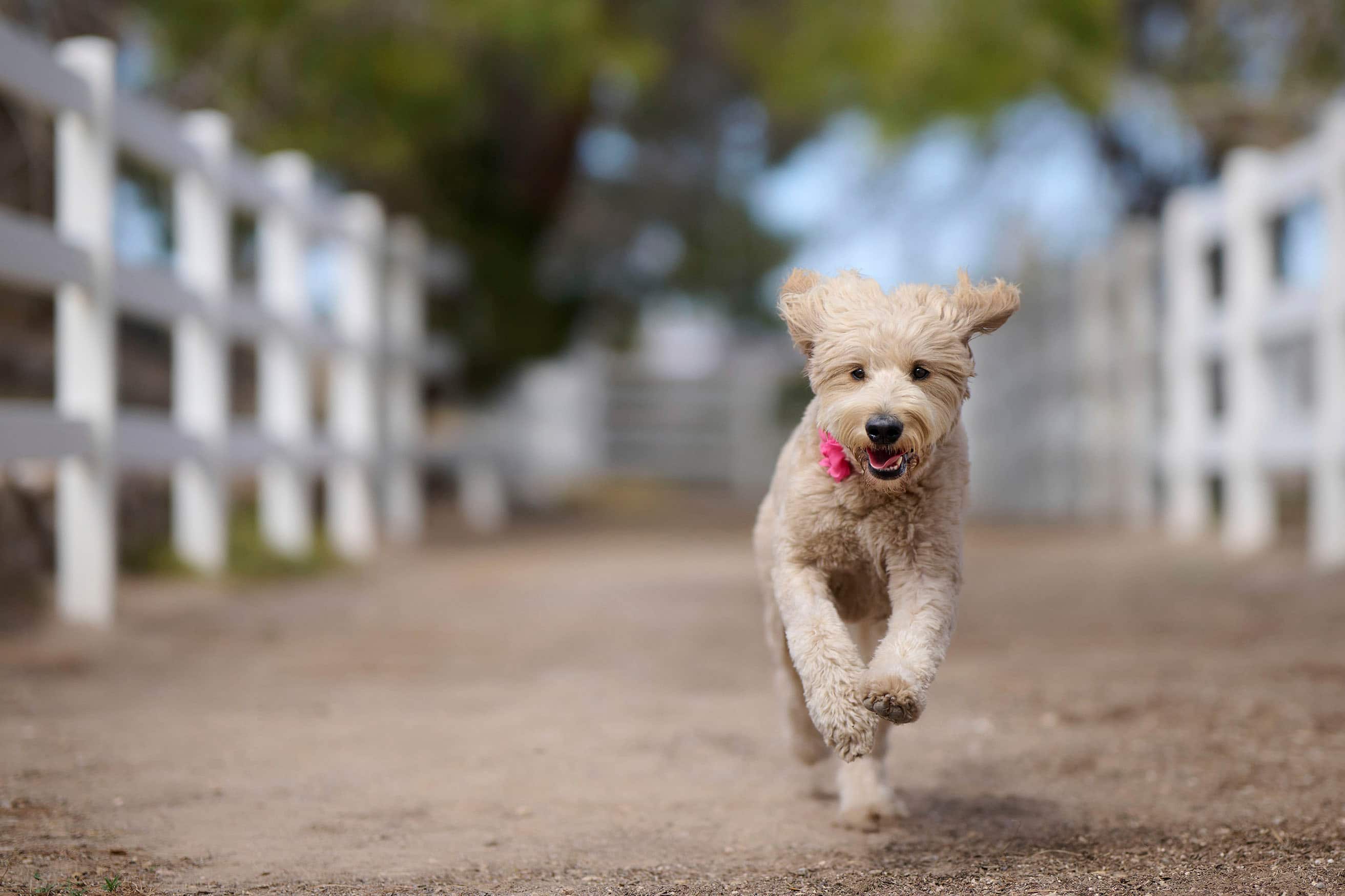 Alt View 15. Nikon - Z 8 8K Video Mirrorless Camera (Body Only) - Black.