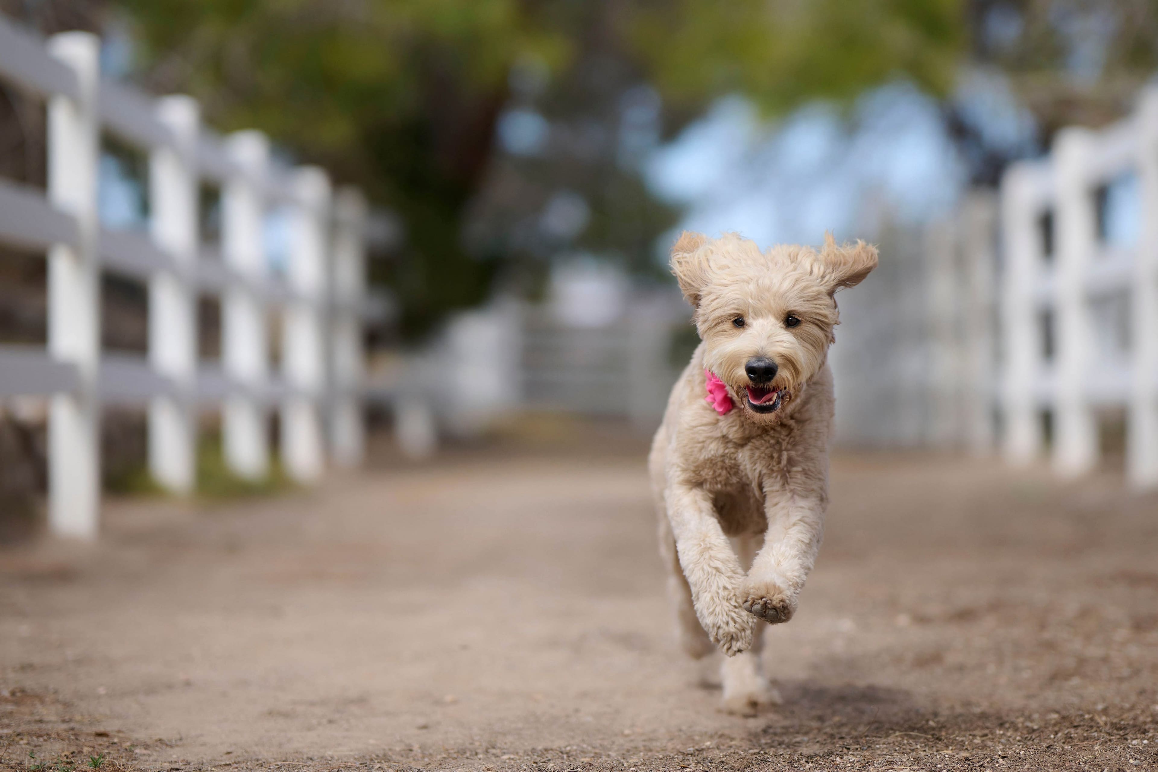 Alt View 16. Nikon - Z 8 8K Video Mirrorless Camera Body w/ NIKKOR Z 24-120mm f/4 S lens - Black.