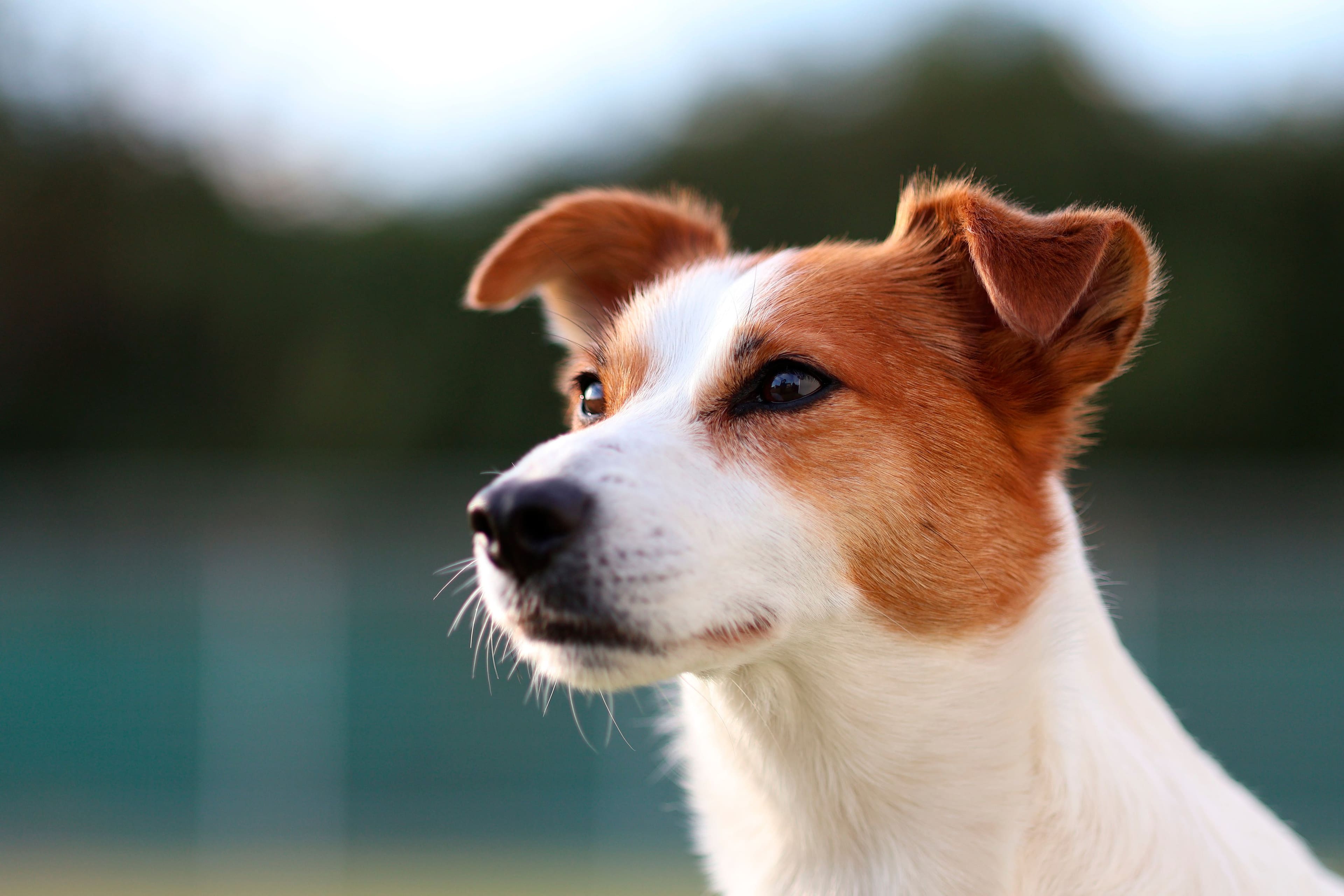 Alt View 32. Canon - EOS R50 4K Video Mirrorless Camera with RF-S 18-45mm Content Creator Kit - Black.