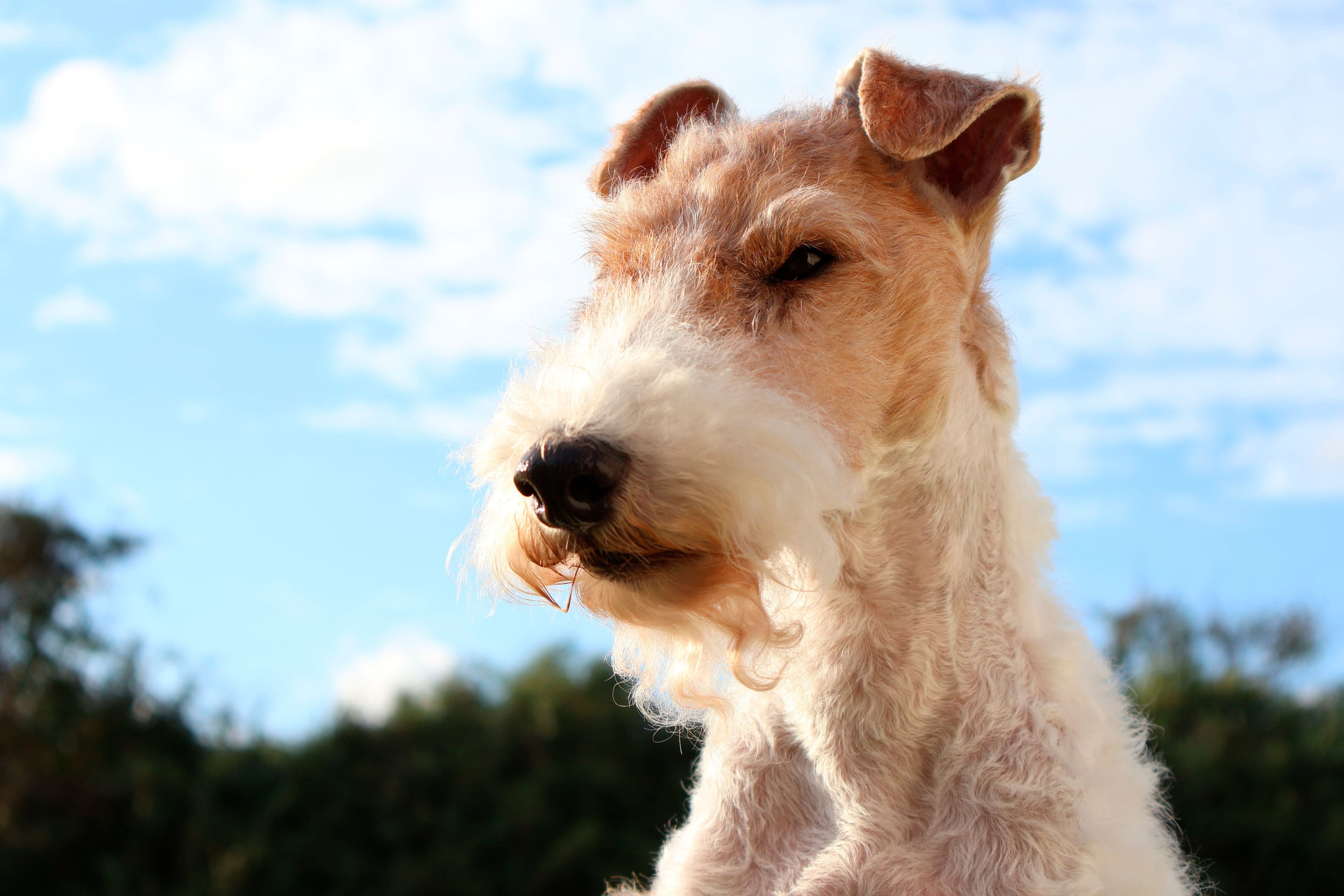 Alt View 37. Canon - EOS R50 4K Video Mirrorless Camera with RF-S 18-45mm Content Creator Kit - Black.