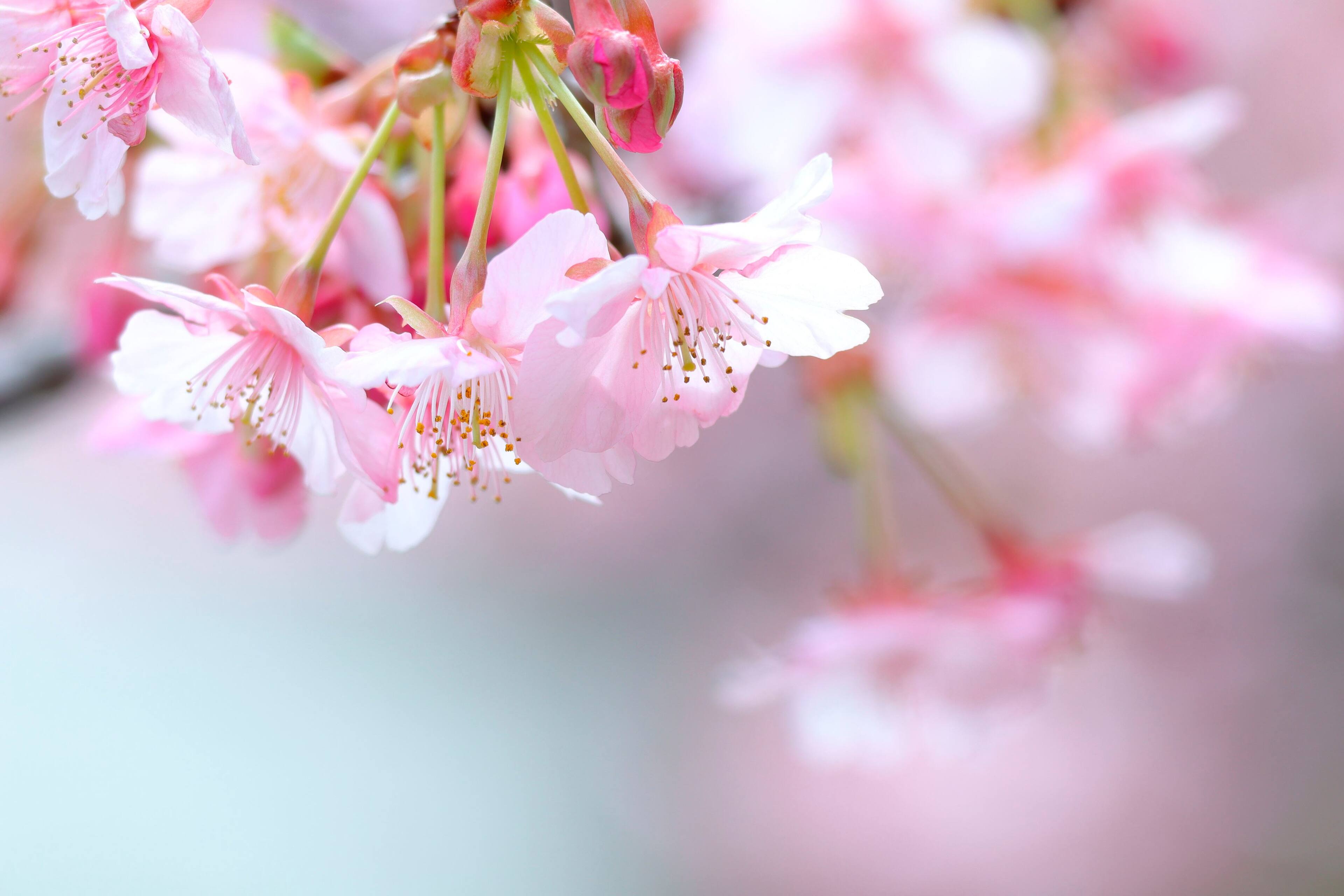 Alt View 26. Canon - EOS R100 4K Video Mirrorless Camera (Body Only) - Black.