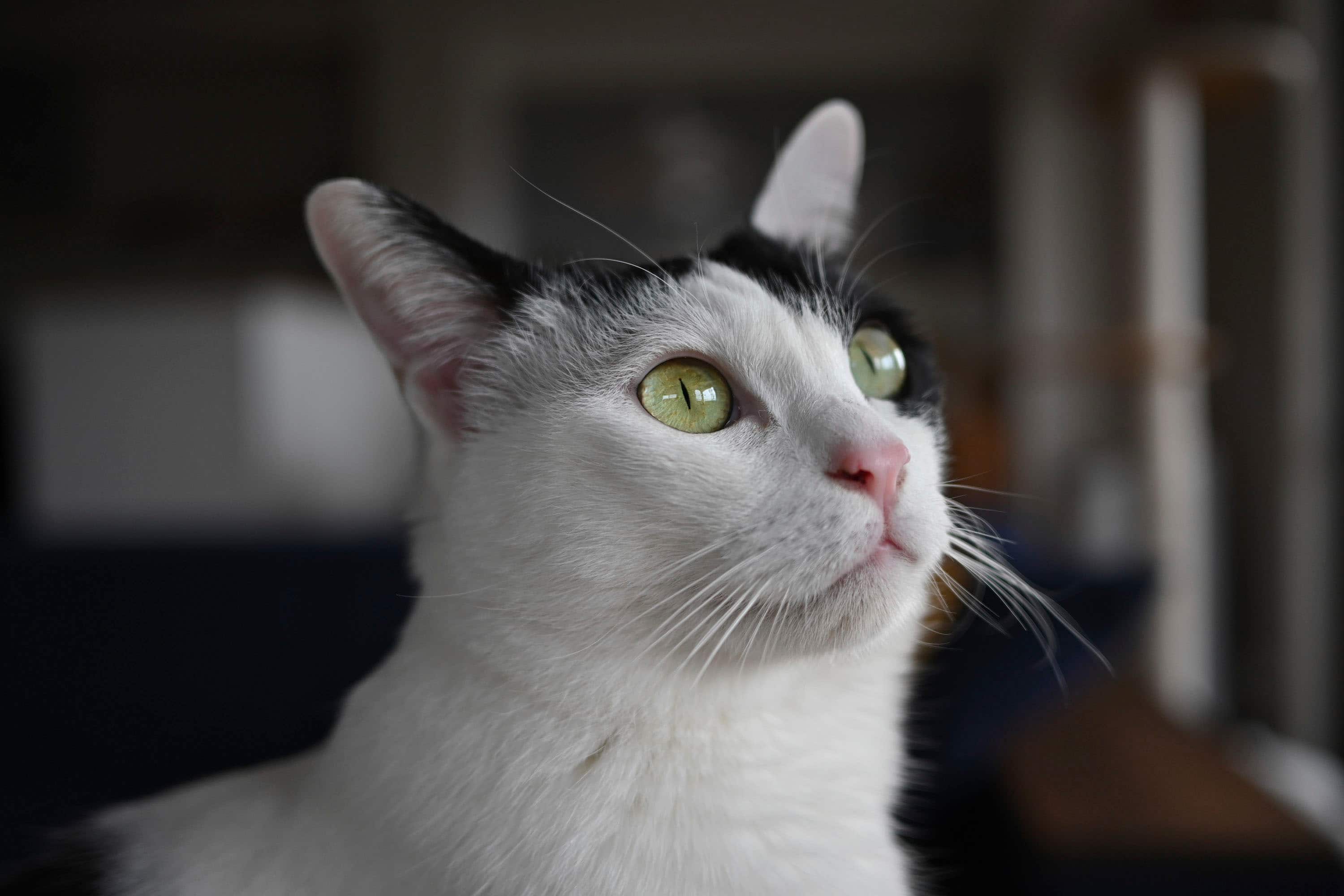 Alt View 12. Nikon - NIKKOR Z DX 24mm f/1.7 Wide Angle Prime Lens - Black.