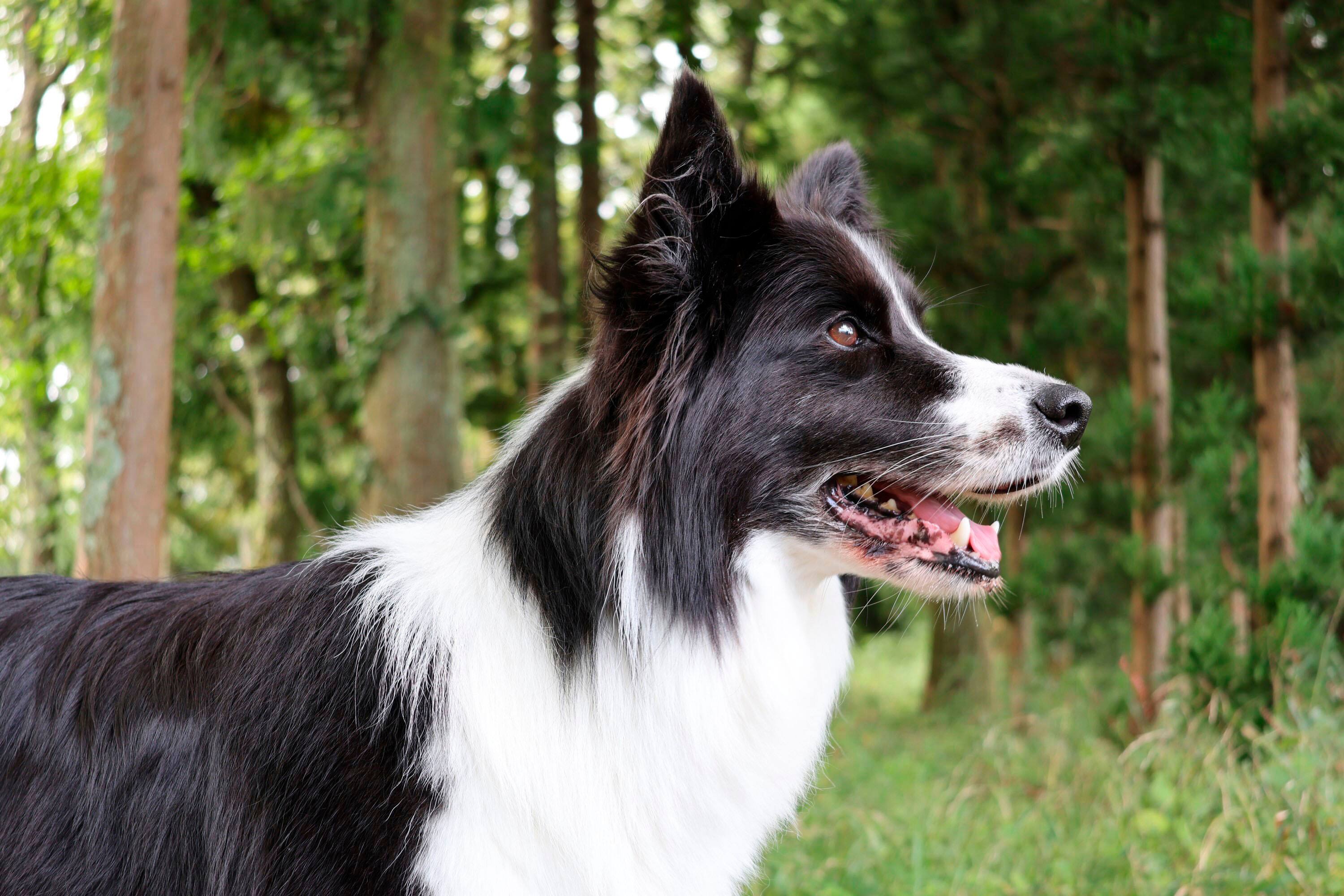 Alt View 38. Canon - EOS R8 4K Video Mirrorless Camera with RF 24-50mm f/4.5-6.3 IS STM Lens Content Creator Kit - Black.