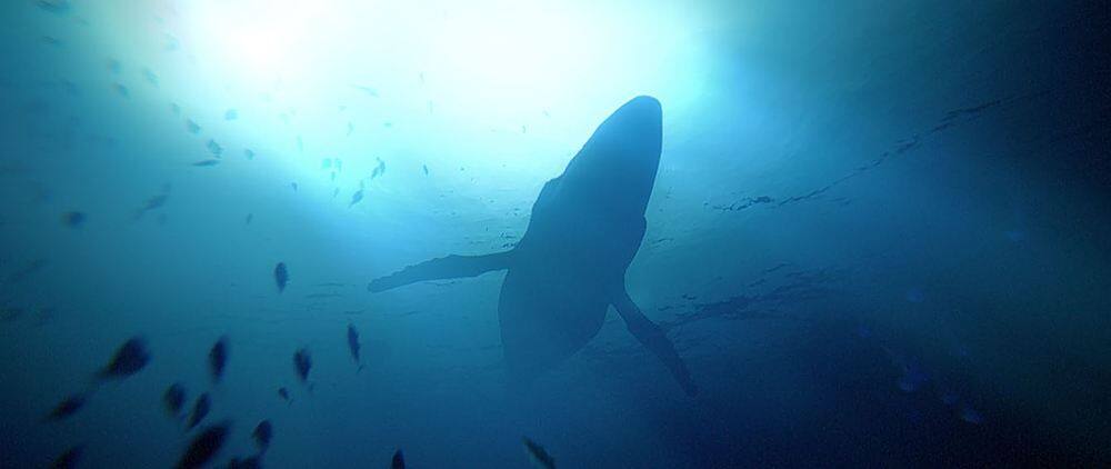 Alt View 14. Quantic Dream - Under the Waves.