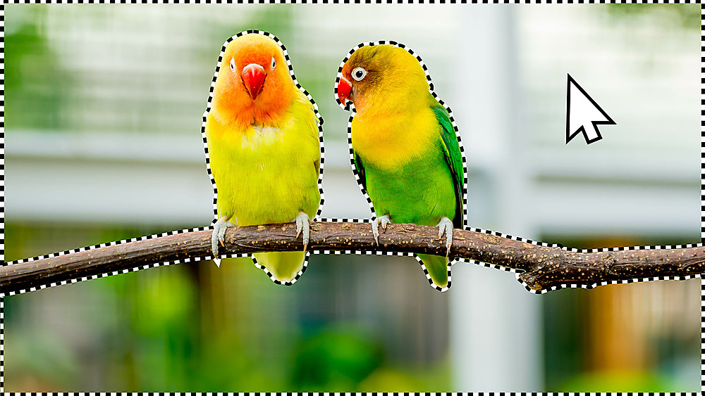 Alt View 12. Adobe - Photoshop Elements 2024 & Premiere Elements 2024.