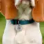 Back. Ring - Ring Pet Tag - Silver.
