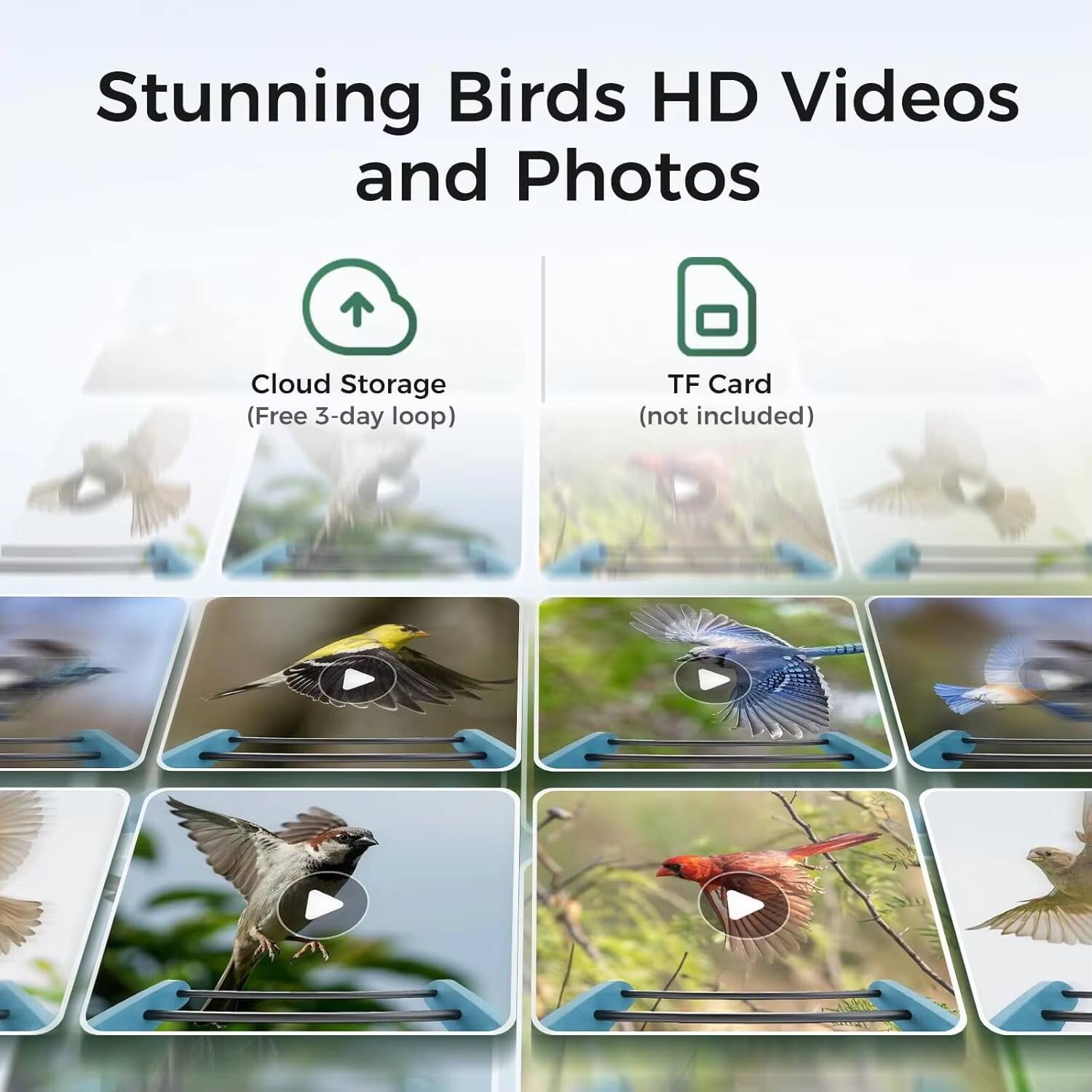 Stunning Birds HD Videos and Photos

- Cloud Storage (Free 3-day loop)
- TF Card (not included)